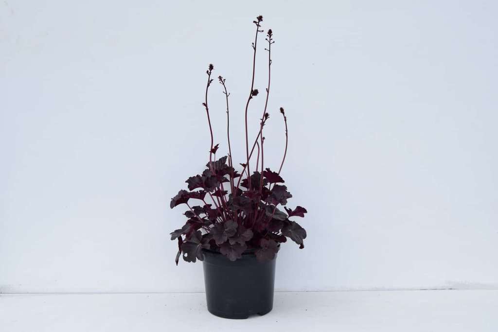Heuchera 'Obsidian' ® ---